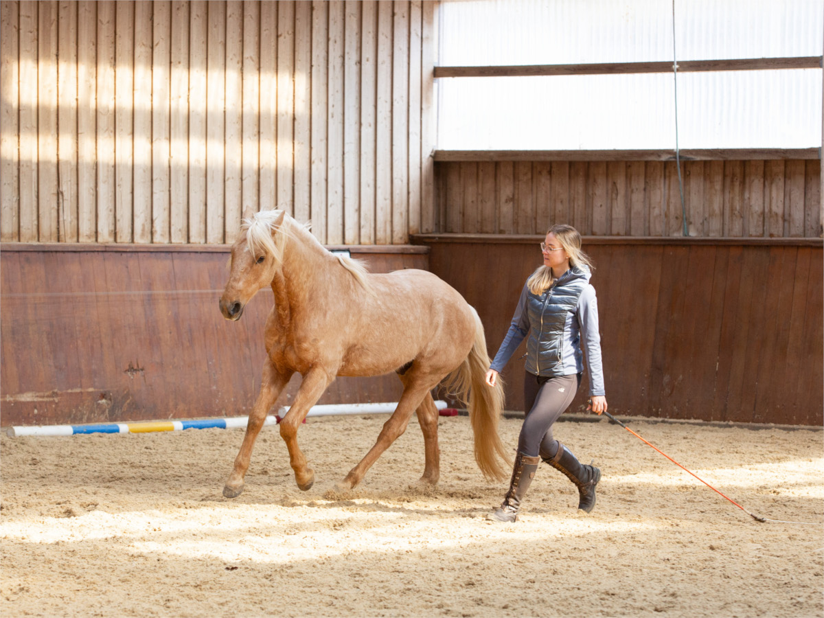 Liberty/Freiarbeit mit dem Pferd