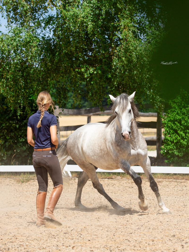 Pferdeausbildung mit Nina Gassner