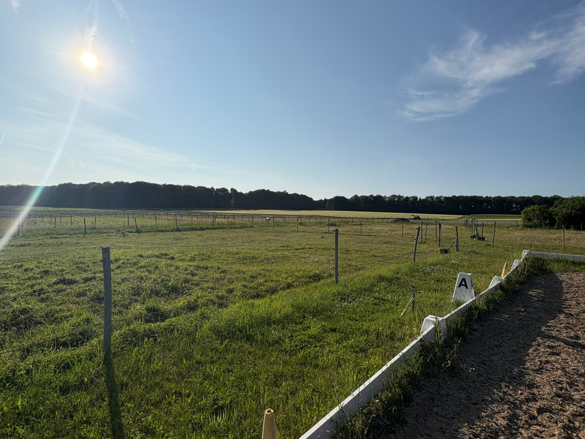 Pensionsstall mit Weiden